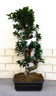 Büyük Boy Bonsai